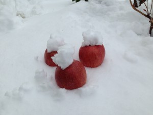 雪とりんご　